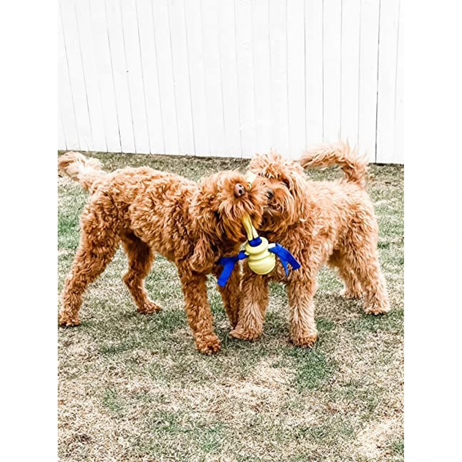 Nylabone Power Play Fling-a-Bounce Dog Fetch Toy 2 Nylabone Power Play Fling-a-Bounce Dog Fetch Toy - Image 2