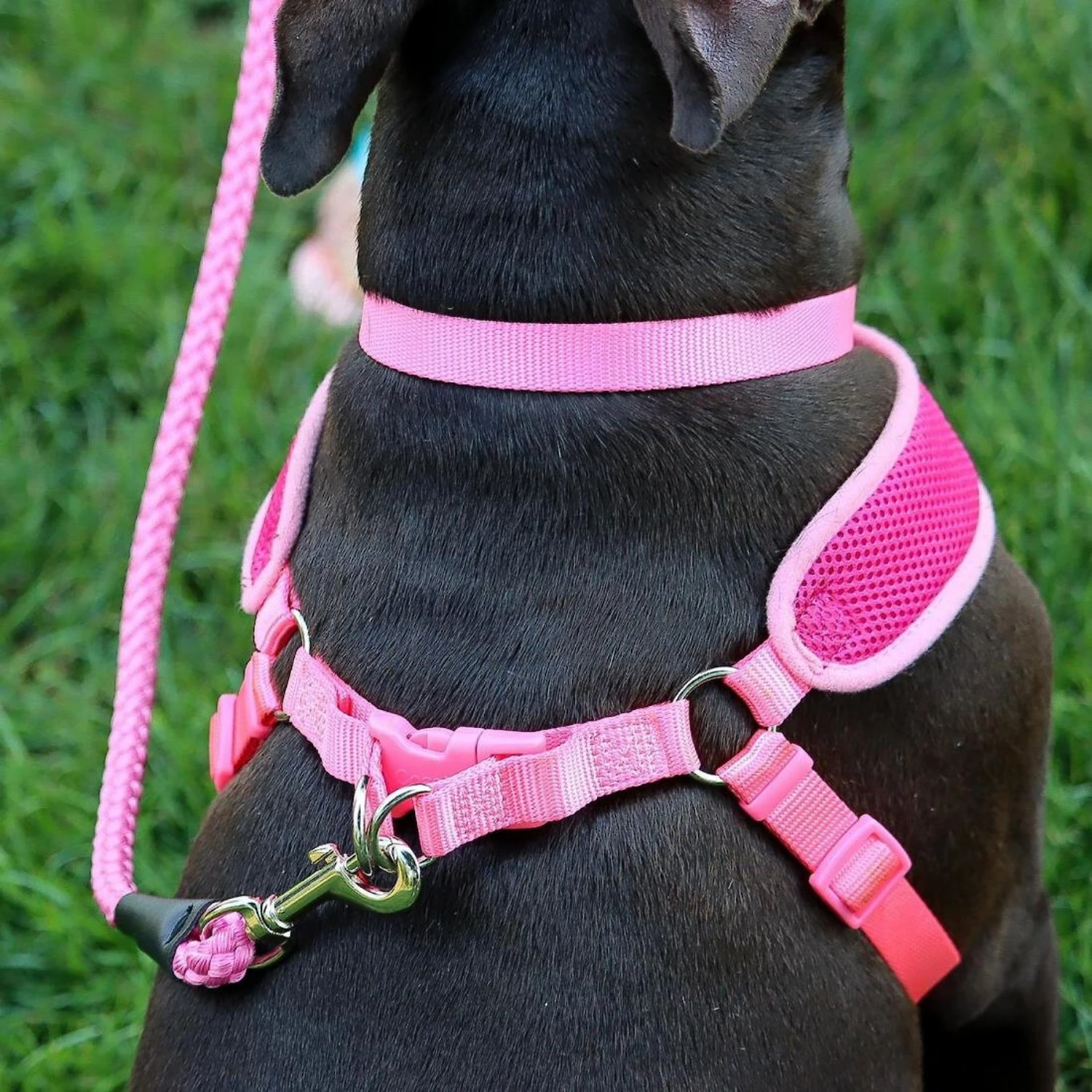 Comfort Soft Wrap Back Clip Dog Harness 4 Comfort Soft Wrap Back Clip Dog Harness - Image 4