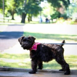 Li'l Pals Comfort Mesh Step In Back Clip Dog Harness -PetSafe Kong Shop 195809 PT3. AC SS1800 V1677957833