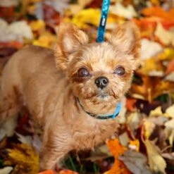 Li'l Pals Glitter Overlay Dog Leash -PetSafe Kong Shop 195889 PT1. AC SS1800 V1678112540