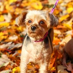 Li'l Pals Glitter Overlay Dog Leash -PetSafe Kong Shop 195889 PT3. AC SS1800 V1628567833