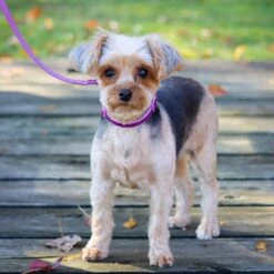 Li'l Pals Glitter Overlay Dog Leash -PetSafe Kong Shop 195889 PT4. AC SS1800 V1628568427