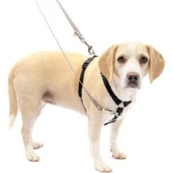 PetSafe Sure-Fit Adjustable Back Clip Dog Harness