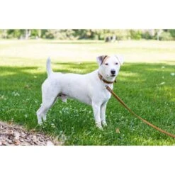 Euro-Dog Leather Dog Leash -PetSafe Kong Shop 203762 PT3. AC SS1800 V1605658657