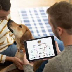 Embark Breed Identification DNA Test For Dogs -PetSafe Kong Shop 206157 PT8. AC SS1800 V1682529021