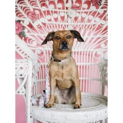 Pink Papyrus Isabella Polyester Dog Leash -PetSafe Kong Shop 206450 PT3. AC SS1800 V1627312003