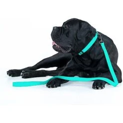 WAUDOG Glows In The Dark Dog Leash -PetSafe Kong Shop 208887 PT4. AC SS1800 V1628182300