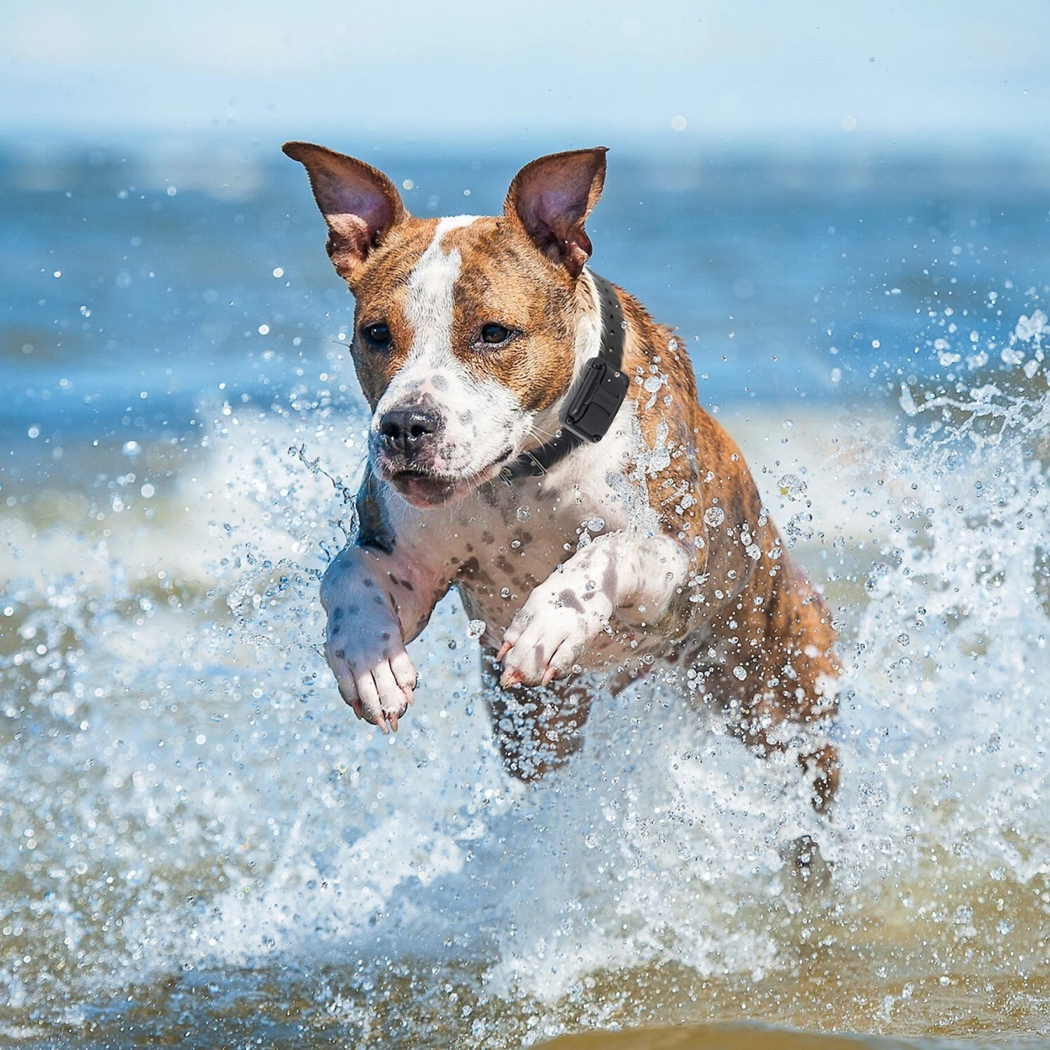 Educator By E-Collar Technologies Educator 1/2 Mile Waterproof Pager Only Dog Training Collar 5 Educator By E-Collar Technologies Educator 1/2 Mile Waterproof Pager Only Dog Training Collar - Image 5