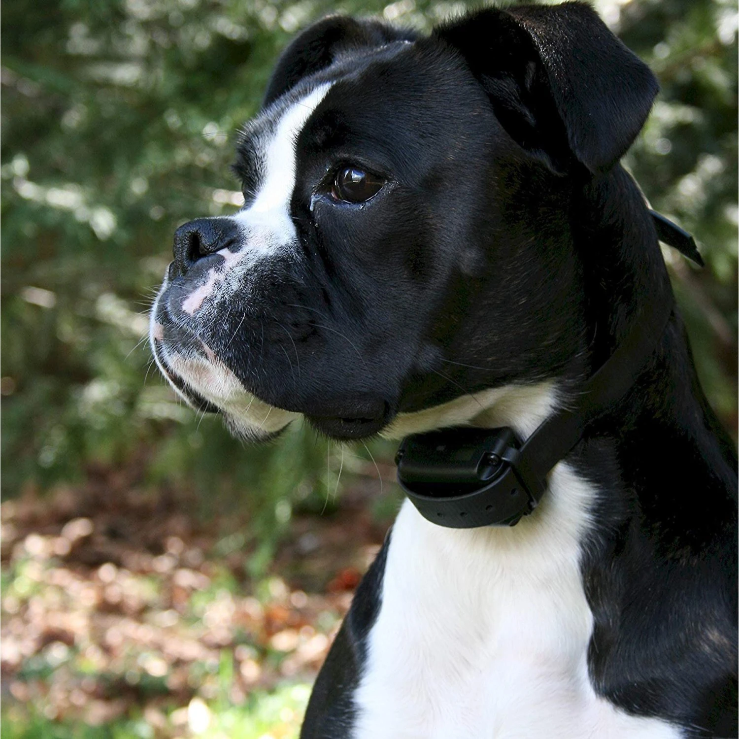 Educator Bark-less Pro Advanced Waterproof Bark Control Dog Collar By E-Collar Technologies 3 Educator Bark-less Pro Advanced Waterproof Bark Control Dog Collar By E-Collar Technologies - Image 3