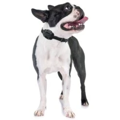 Educator By E-Collar Technologies Educator Comfort Pad Short Points -PetSafe Kong Shop 210103 PT3. AC SS1800 V1629401180