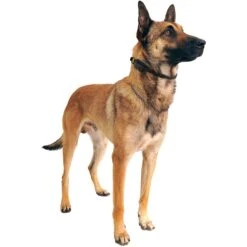 Educator By E-Collar Technologies Educator Comfort Pad Bark-Less Pro Long Points -PetSafe Kong Shop 210108 PT3. AC SS1800 V1629400873