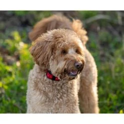 Educator By E-Collar Technologies Educator Winged Soft Comfort Pad Short Points -PetSafe Kong Shop 210111 PT3. AC SS1800 V1629401178