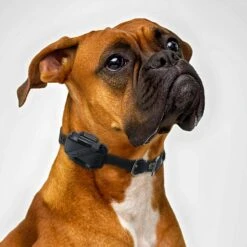 Educator By E-Collar Technologies Educator Dog Training Collar Dual Charger 10 Educator By E-Collar Technologies Educator Dog Training Collar Dual Charger -PetSafe Kong Shop 210125 PT4. AC SS1800 V1627311683