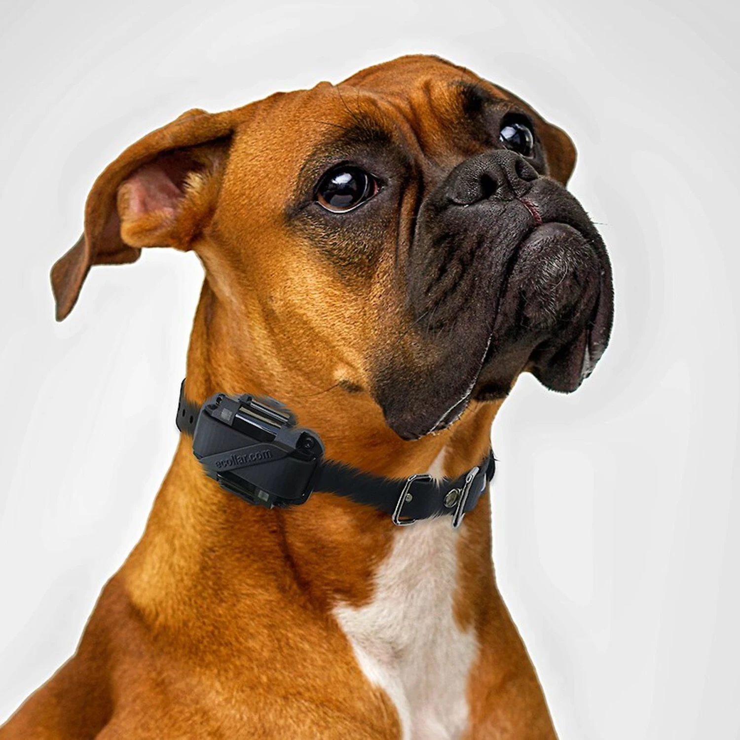 Educator By E-Collar Technologies Educator Dog Training Collar Dual Charger 5 Educator By E-Collar Technologies Educator Dog Training Collar Dual Charger - Image 5