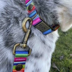 Merry Jane & Thor Kaleidoscope Polyester Dog Leash -PetSafe Kong Shop 211455 PT2. AC SS1800 V1628304980