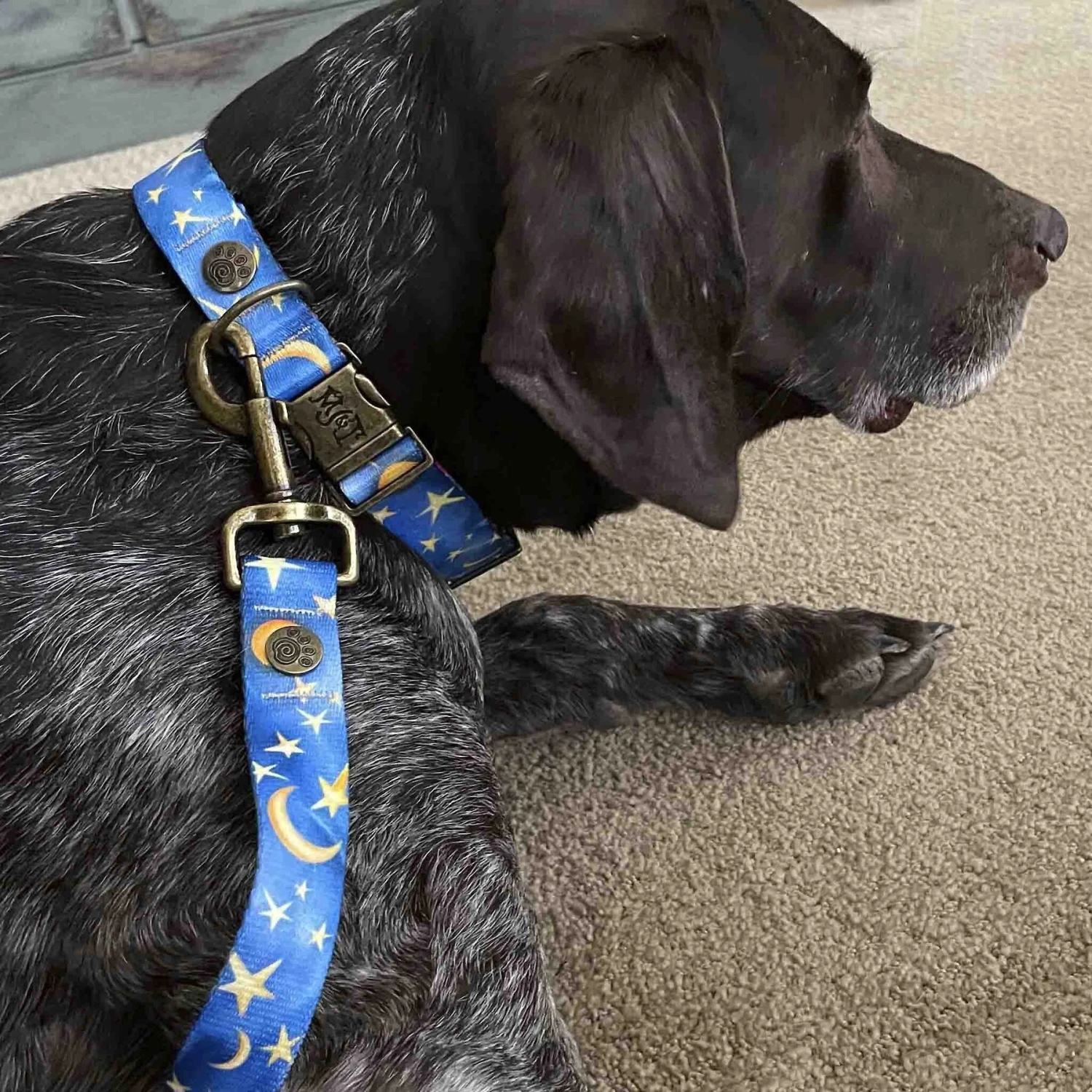 Merry Jane & Thor Starry Night Polyester Dog Leash 2 Merry Jane & Thor Starry Night Polyester Dog Leash - Image 2