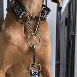 Merry Jane & Thor Tribeca Polyester Martingale Dog Collar -PetSafe Kong Shop 211493 PT2. AC SS1800 V1628304690