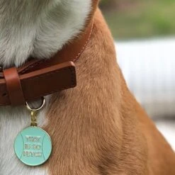 Two Tails Pet Company That's So Fetch Personalized Dog & Cat ID Tag 5 Two Tails Pet Company That's So Fetch Personalized Dog & Cat ID Tag -PetSafe Kong Shop 211581 pt2. AC SS1800 V1576183992