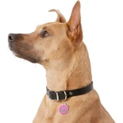 GoTags Stainless Steel Personalized Dog & Cat ID Tag, Swarovski Crystal Paw Print 8 GoTags Stainless Steel Personalized Dog & Cat ID Tag, Swarovski Crystal Paw Print -PetSafe Kong Shop 213974 PT4. AC SS1800 V1629321072