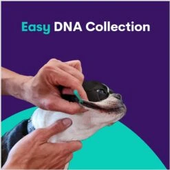 Orivet Geno Pet Plus Dog DNA Breed Identification + Health Test -PetSafe Kong Shop 214015 PT7. AC SS1800 V1648581083