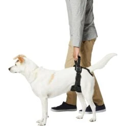 Frisco Rear Lift Handicapped Support Dog Harness -PetSafe Kong Shop 220374 PT5. AC SS1800 V1605743213