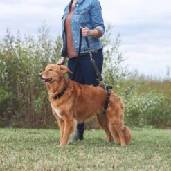 Frisco Rear Lift Handicapped Support Dog Harness -PetSafe Kong Shop 220374 PT7. AC SS1800 V1605754619