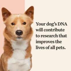 Wisdom Panel Premium Breed Identification & Health Condition Identification DNA Test For Dogs -PetSafe Kong Shop 223416 PT6. AC SS1800 V1693496171