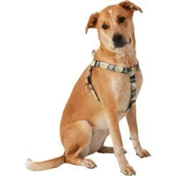 STAR WARS THE MANDALORIAN GROGU Dog Harness -PetSafe Kong Shop 226366 PT2. AC SS1800 V1657656282