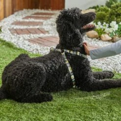 STAR WARS THE MANDALORIAN GROGU Dog Harness -PetSafe Kong Shop 226366 PT8. AC SS1800 V1651610204