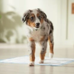 Frisco Printed Dog Training & Potty Pads -PetSafe Kong Shop 227465 PT6. AC SS1800 V1674674461