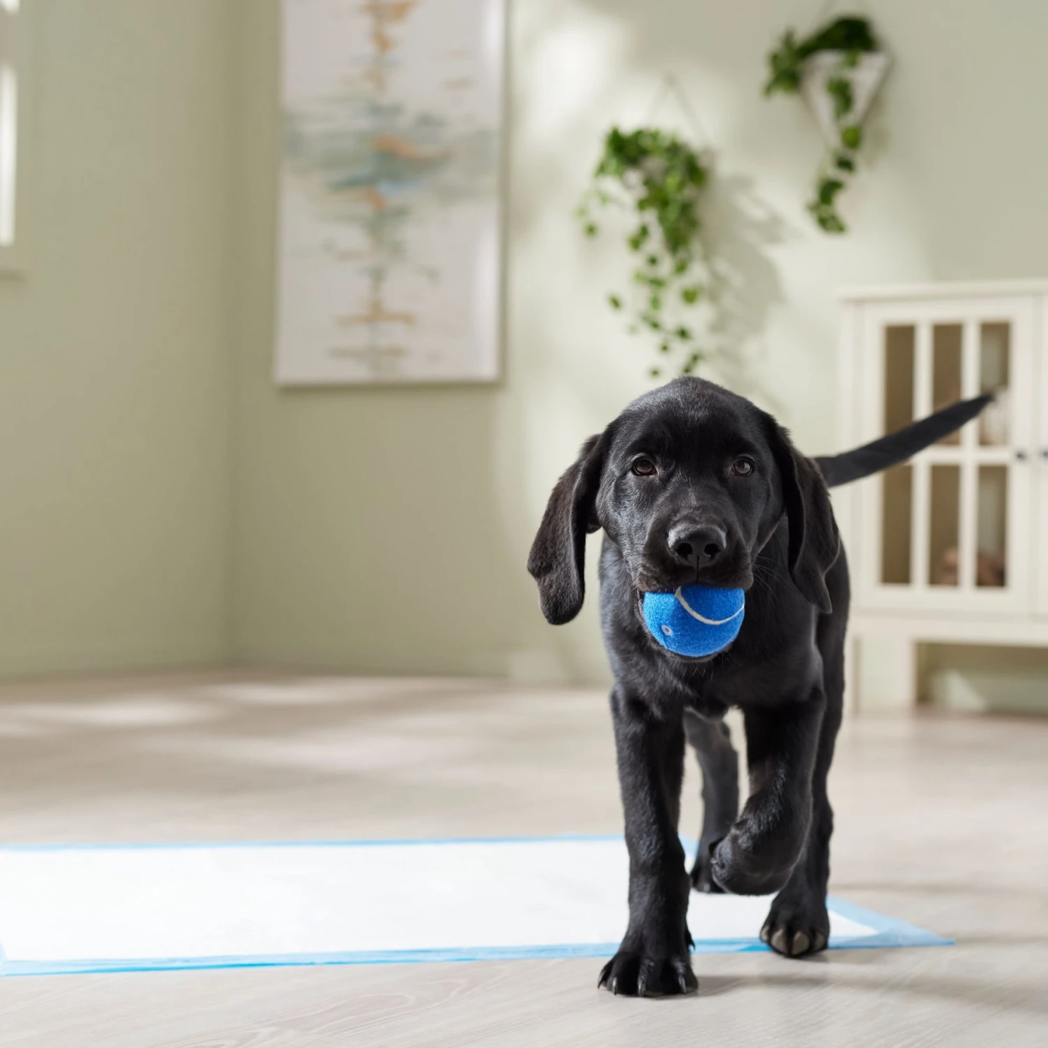 Frisco Premium Extra Large Printed Dog Training & Potty Pads 7 Frisco Premium Extra Large Printed Dog Training & Potty Pads - Image 7