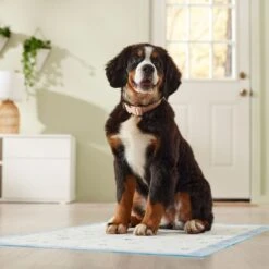 Frisco Premium Giant Printed Dog Training & Potty Pads, 27.5 X 44-in, Unscented -PetSafe Kong Shop 227472 PT6. AC SS1800 V1674663313