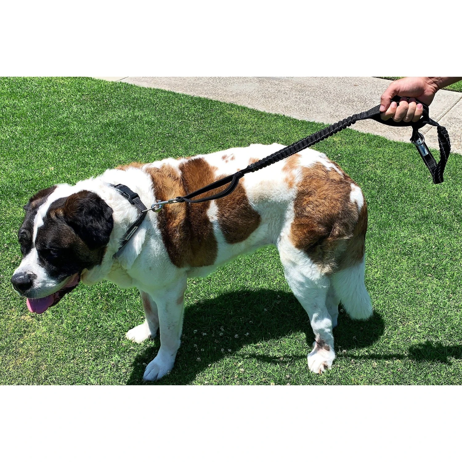 Shed Defender Triton Nylon Bungee Reflective Dog Leash 4 Shed Defender Triton Nylon Bungee Reflective Dog Leash - Image 4