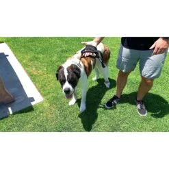 Shed Defender Triton Nylon Bungee Reflective Dog Leash 9 Shed Defender Triton Nylon Bungee Reflective Dog Leash -PetSafe Kong Shop 229618 PT4. AC SS1800 V1595957779