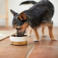 Frisco Melamine Dog & Cat Bowl With Bamboo Base -PetSafe Kong Shop 232065 PT7. AC SS1800 V1692989518