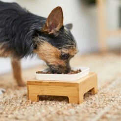 Frisco Square Melamine Dog & Cat Bowl With Bamboo Stand 13 Frisco Square Melamine Dog & Cat Bowl With Bamboo Stand -PetSafe Kong Shop 232072 PT8. AC SS1800 V1605746845