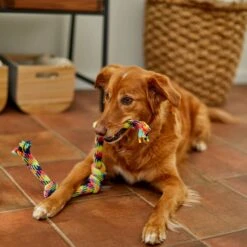Frisco 4-Knot Tri-Color Rope Dog Toy 5 Frisco 4-Knot Tri-Color Rope Dog Toy -PetSafe Kong Shop 242139 PT2. AC SS1800 V1605208764