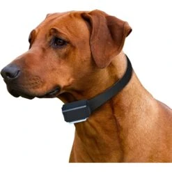 High Tech Pet Products ET-1 "Express Train" Electronic Radio Dog Training Collar -PetSafe Kong Shop 242732 PT5. AC SS1800 V1625847969