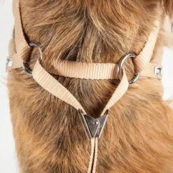 Pet Life Luxe Furracious 2-In-1 Mesh Reversible Dog Harness & Leash -PetSafe Kong Shop 244817 PT4. AC SS1800 V1596722154