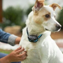 Bark Collar, Waterproof & Rechargeable -PetSafe Kong Shop 245957 PT4. AC SS1800 V1649458903