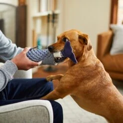 Bones & Chews Rope Whale Crinkle With Bone Dog Toy, 12" -PetSafe Kong Shop 247067 PT2. AC SS1800 V1604961431