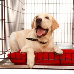 KOPEKS Heavy Duty Multipurpose Replacement Crate Tray, Silver -PetSafe Kong Shop 248616 PT4. AC SS1800 V1597933950