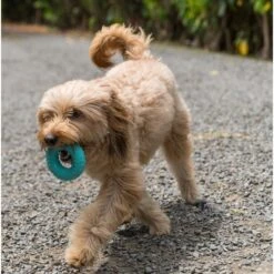 Playology Scented Dual Layer Ring Dog Toy -PetSafe Kong Shop 254296 PT5. AC SS1800 V1628556150