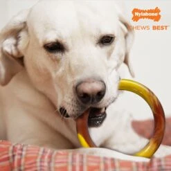 Nylabone Power Chew Smooth Ring Dog Chew Toy Bacon Cheeseburger -PetSafe Kong Shop 254711 PT5. AC SS1800 V1663018320