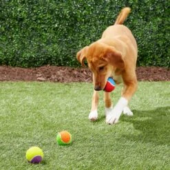 Frisco Fetch Squeaking Colorful Tennis Ball Dog Toy & True Acre Foods Salmon Recipe Mini-Training Rewards Grain-Free Soft & Chewy Dog Treats -PetSafe Kong Shop 255469 PT2. AC SS1800 V1602691284