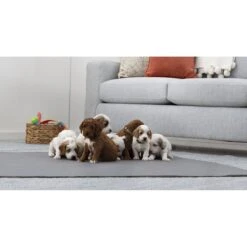 Brindle Washable Puppy Training Pad, 2 Count -PetSafe Kong Shop 256171 PT6. AC SS1800 V1640205087