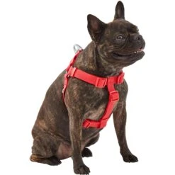 Frisco Outdoor Solid Textured Waterproof Stink Proof PVC Dog Harness 7 Frisco Outdoor Solid Textured Waterproof Stink Proof PVC Dog Harness -PetSafe Kong Shop 256518 PT2. AC SS1800 V1625164704