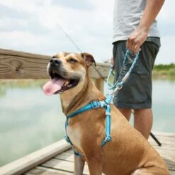Frisco Outdoor Two Tone Waterproof Stinkproof PVC Dog Harness -PetSafe Kong Shop 256580 PT5. AC SS1800 V1625588974