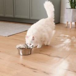 Frisco Flare Non-Skid Stainless Steel Dog & Cat Bowl 16 Frisco Flare Non-Skid Stainless Steel Dog & Cat Bowl -PetSafe Kong Shop 257162 PT7. AC SS1800 V1615989167