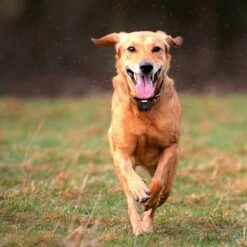 Wagz Freedom Smart Dog Collar -PetSafe Kong Shop 257275 PT6. AC SS1800 V1611090373